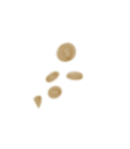 moeda